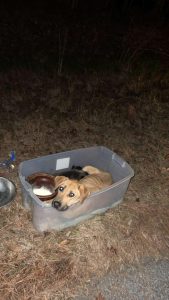 Mama Dog Abandoned With Her 3 Puppies In Plastic Bin Finds Happiness Thanks To South Carolina Rescuers - LIFE COLOR