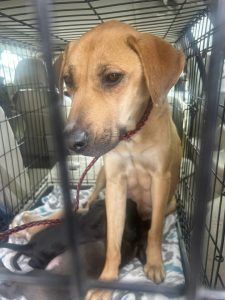 Mama Dog Abandoned With Her 3 Puppies In Plastic Bin Finds Happiness Thanks To South Carolina Rescuers - LIFE COLOR