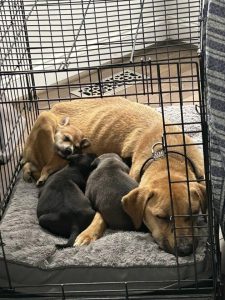 Mama Dog Abandoned With Her 3 Puppies In Plastic Bin Finds Happiness Thanks To South Carolina Rescuers - LIFE COLOR