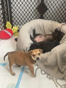 Mama Dog Abandoned With Her 3 Puppies In Plastic Bin Finds Happiness Thanks To South Carolina Rescuers - LIFE COLOR