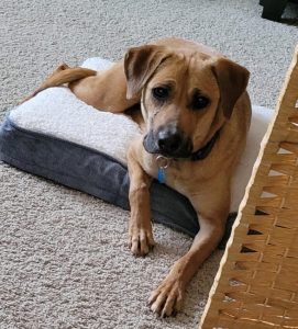 Mama Dog Abandoned With Her 3 Puppies In Plastic Bin Finds Happiness Thanks To South Carolina Rescuers - LIFE COLOR