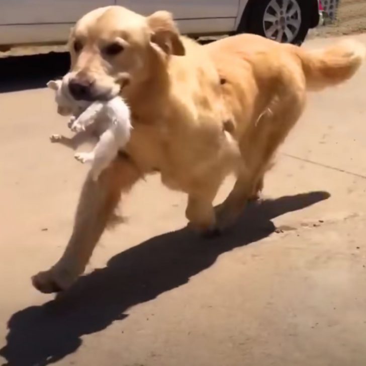 Golden Retriever Spots A Struggling Kitten By The Roadside And Becomes The Miracle It Needs