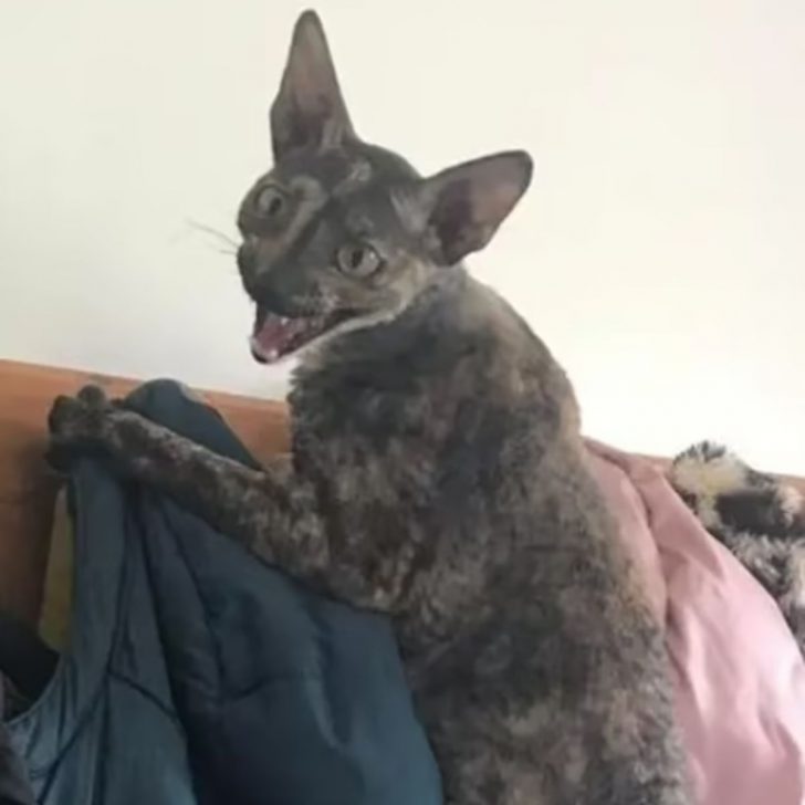 Woman Claims Her ‘Ugly As Sin’ Cat Doesn’t Need Rescuing But People Just Keep Trying To Help