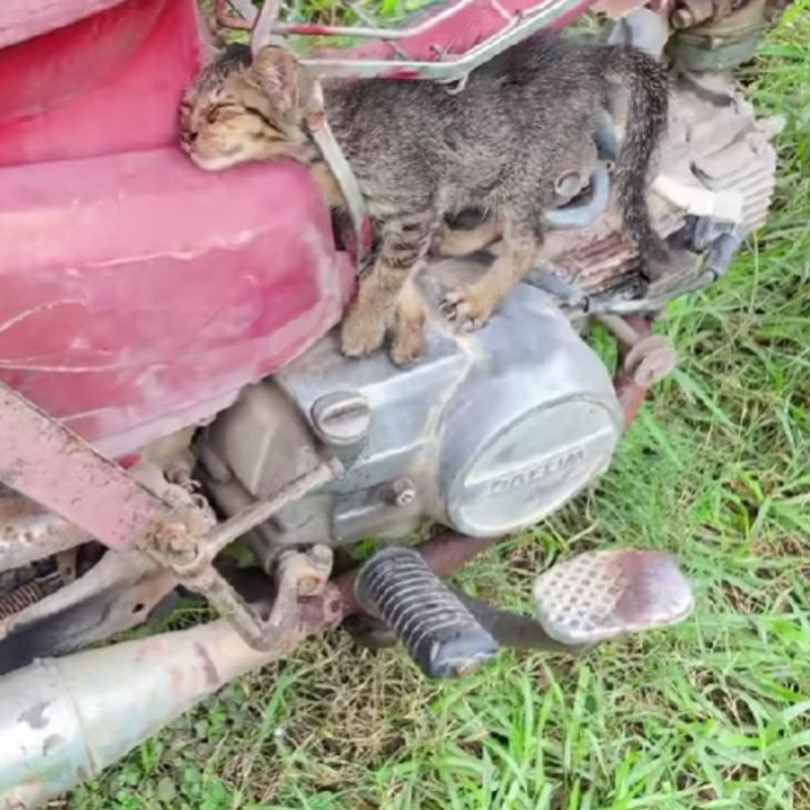 Kitten Remains Trapped In Motorcycle Frame For Hours As Every Rescue Attempt Falls Short