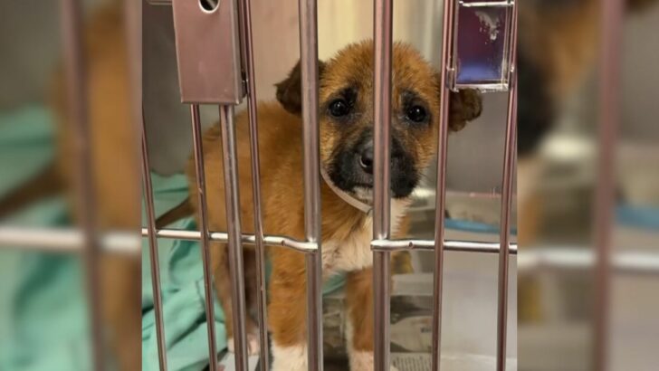 Sad Texas Puppy Who Was Put On A Euthanasia List Was Crying For Mom And Then A Miracle Happened
