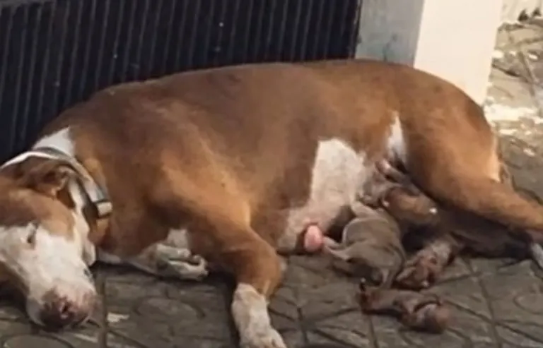 Exhausted Mom Dog Found Lying Helplessly Next To Her Newborn Puppies
