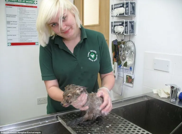 Rescuers Saved A Puppy Only To Learn It Was Actually Something Else