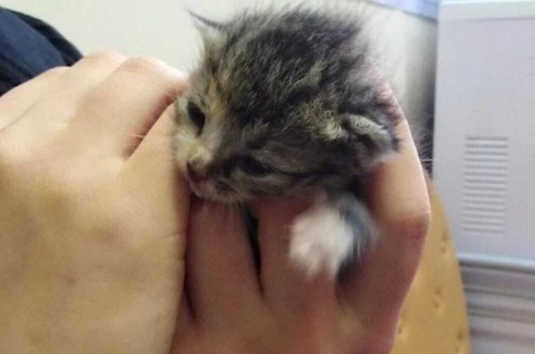 Boy Wakes Up To A Soft Purr And Discovers A Mysterious Furry Visitor On His Chest