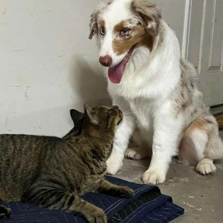Stray Cat Follows Couple On Their Dog Walks, And Soon Becomes The Heart Of Their Home