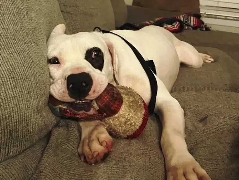 A Dog Who Was Almost Euthanized Couldn’t Stop Hugging His Stuffed Animal