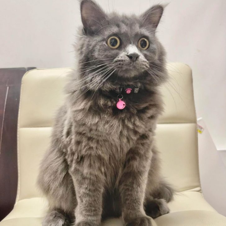 Rare Kitten Was Given Just Days To Live, Now Her Stunning Transformation Will Leave You In Awe
