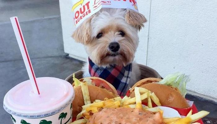 Los Angeles Puppy Captures Hearts with Instagram Foodie Photo Ops