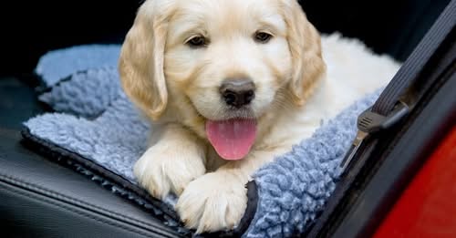 Best Car Seat Cover for Dogs Comparison: MIU PET vs. Epica vs. Pettom