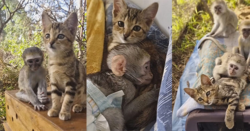 Marble The Rescue Kitten Provides Tender Care To An Orphaned Monkey In Need