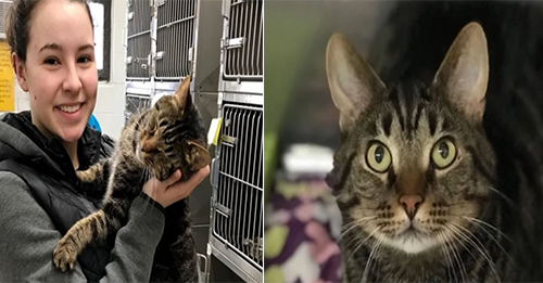 Shelter Cat Picks His New Mom And Won’t Let Her Leave Until She Takes Him Home