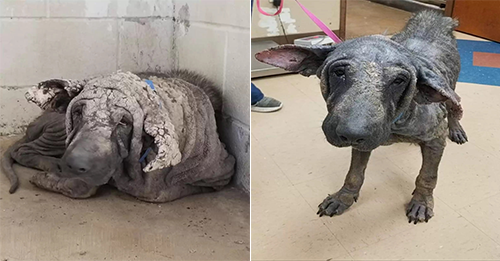 Dog Who Looked Like He’d Turned To Stone Is Gorgeous Now