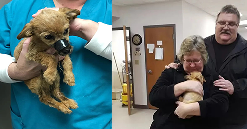 Puppy Thrown Off A Bridge With Electrical Tape Over His Mouth