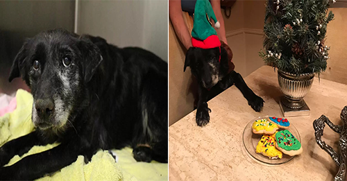 Sweet 14-Year-Old Shelter Dog Gets Adopted Just In Time For Christmas
