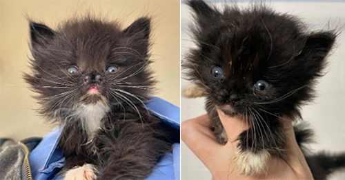 Tiny Kitten With Unique Nose Finds Her Joy And Forever Home Through Her Irresistible Charm