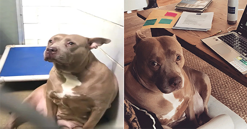 Pittie Mom Can’t Stop Crying For Her Puppies After Being Abandoned At Shelter