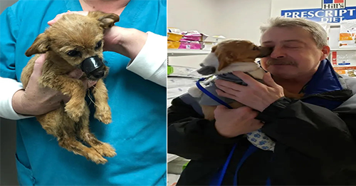 Puppy Thrown Off A Bridge With Electrical Tape Over His Mouth