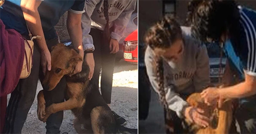 Stray Dog Wraps Herself Around Random Passersby, Hoping To Get A Second Chance