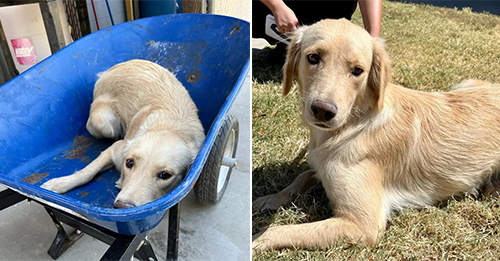 Dog Taken In A Wheelbarrow To Be Put Down Gets A Second Chance