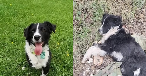 Abandoned Dog Was Sleeping On An Old Shirt And Desperately Hoping His Owner Would Come Back For Him