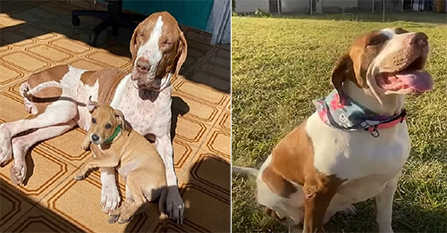 Malnourished Puppy Left Confused After Family Abandons Him By The Roadside