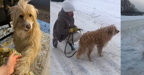 Sorrowful Dog Was Sitting In The Snow And Waiting For Her Owner Not Knowing That She Was Dumped