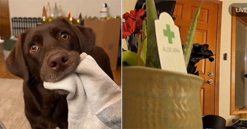 Woman Got A Pet Cam To See What Her Pup Did When She Left, What She Saw Broke The Internet’s Heart