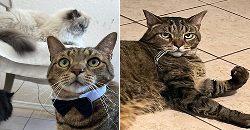 Florida Shelter Cat Comes Up With A Genius Idea To Get Noticed And It Works Like Magic