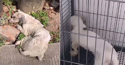 Broken Puppy Found On The Street Lost Her Will To Live But Went To Heaven Surrounded By Love