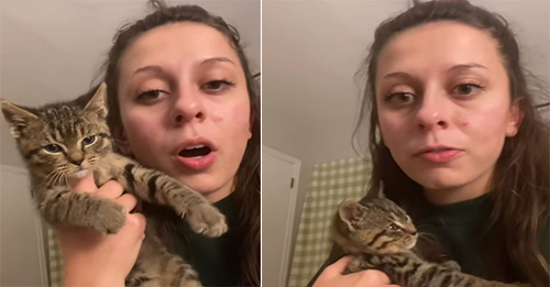 Woman Believes Her Late Friend Sent Her A Kitten, And The Story Behind It Will Touch Your Heart