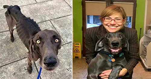 Skinny Dog That Ate Rocks And Twigs In Desperate Need Of Food Finally Gets A New Family