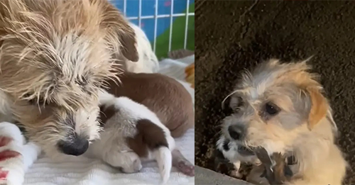 Desperate Mama Dog Leaves Rescuers In Total Shock As She Carries Her Baby In Her Mouth, Begging For Help