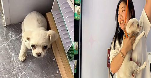 A Little Frightened Puppy Who Ran Into A Store And Curled Up In A Corner Was Begging For Help