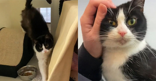 Unwanted Shelter Cat Goes Viral On TikTok And Gets Her Only Wish Fulfilled