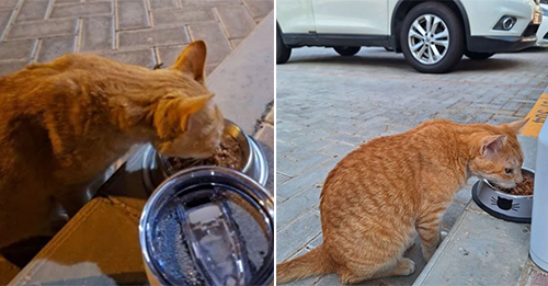 Abandoned Ginger Cat Teaches A Woman What Having A Home Truly Means
