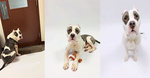 Shelter Dog Sits By The Door Waiting For Someone To Save Him While Time Runs Out