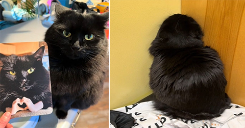 After A Hilarious Misbehavior, Cat Sends An Apology Card To The Vet And Everyone Loves It