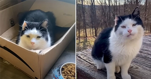 This Senior Cat Endured A Hard Life On The Streets Until A Compassionate Woman Gave Him Hope
