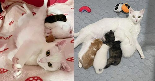 Shelter Welcomes A Pregnant Cat No One Wanted And She Delivers A Heartwarming Surprise