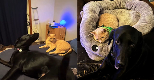 Portland Service Dog And Shelter Cat Bond Through Window And The Internet Declares He’s Hers Now