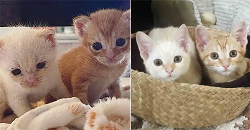 LA Team Gives A Helping Hand To Two Tiny Kittens Abandoned In A Box At Just 3 Weeks Old