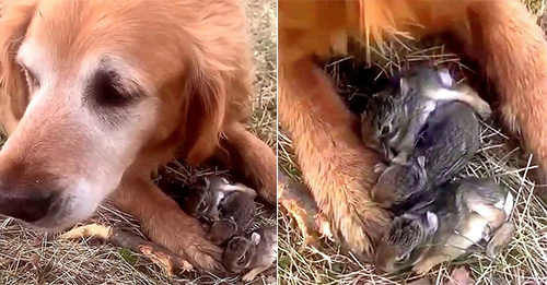 Owner From Conneticut Was Surprised To See What Her Dog Found In The Woods