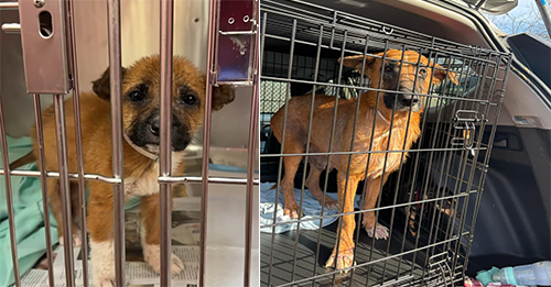 Sad Texas Puppy Who Was Put On A Euthanasia List Was Crying For Mom And Then A Miracle Happened