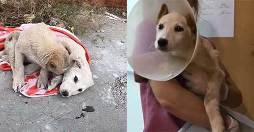 Devastated Dog Refuses To Leave His Injured Sister’s Side Who Was Lying Motionless On The Ground
