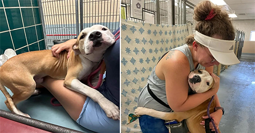 This Shelter Dog Loves Hugging People In Hopes That Someone Will Adopt Him