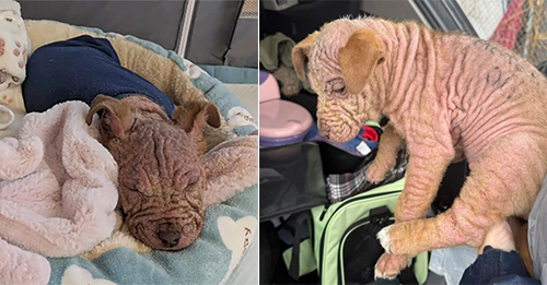 Heartbreak As The Rescuers Find Bald Puppy With Writing All Over Her Body At Homeless Encampment